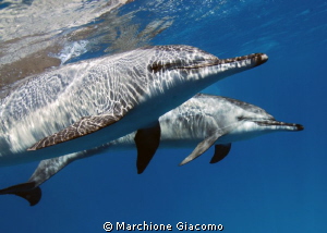 Longirostri Dolphin
Shaa'ab Samedi , Marsa Alam by Marchione Giacomo 